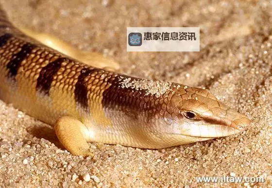 沙石幼龙叫什么？揭秘沙石幼龙的名字与特征图1