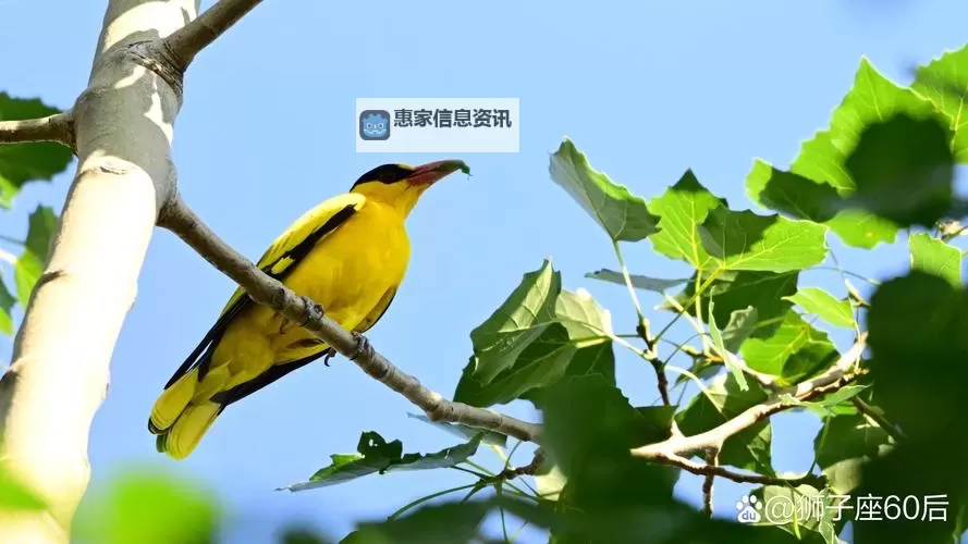 探索多样内容,尽在男人的天堂.ocm图1