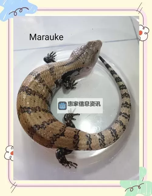 沙石幼龙叫什么？揭秘沙石幼龙的名字与特征图2