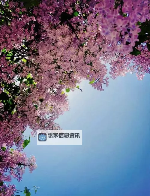 精彩纷呈:回顾久久综合五月丁香六月的动人瞬间图1