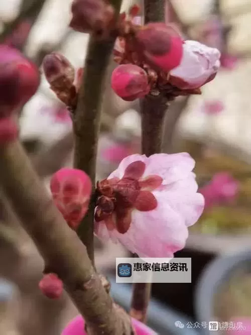 姬小雏梅花图片欣赏:粉红娇艳如春日初绽图1