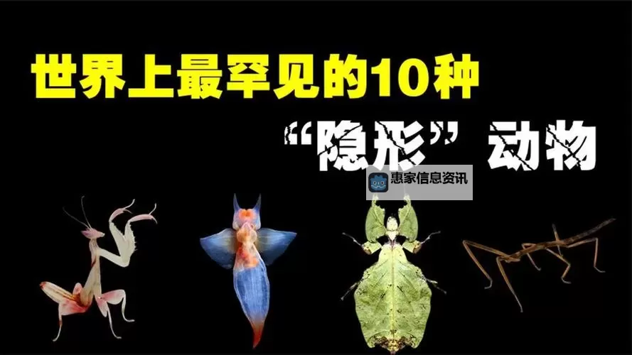 隐身与隐形的区别详解：它们之间的不同之处图1