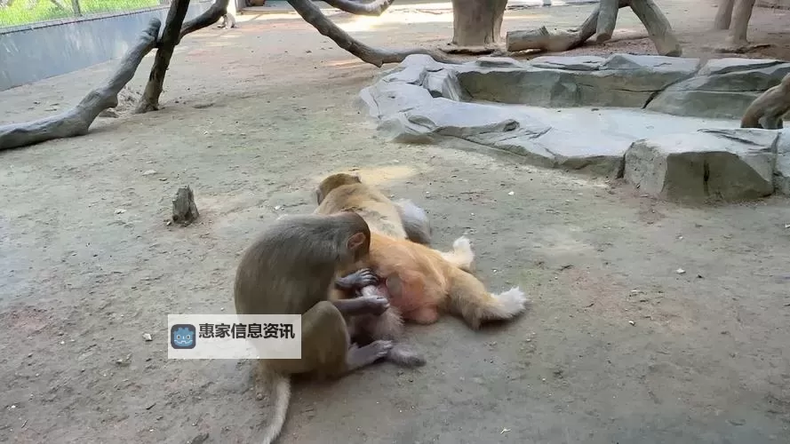 男生女生生猴子视频网站在线看:最新高清资源全网免费分享图1