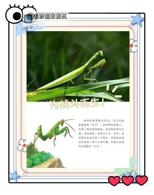 螳螂的Q叫什么：关于螳螂的趣味知识揭秘图2