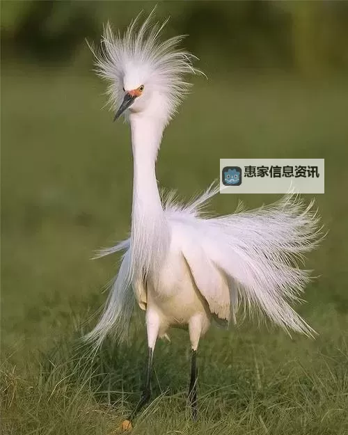 热血无赖涉嫌辱华事件引发热议图1