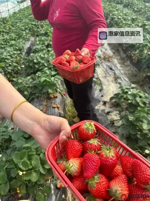 免费观看精彩内容:草莓视频在线观看免费带你畅享视觉盛宴图1