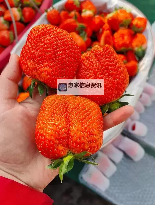 最新爆料:草莓黄色直播引发热议,带你领略不一样的视觉盛宴图1