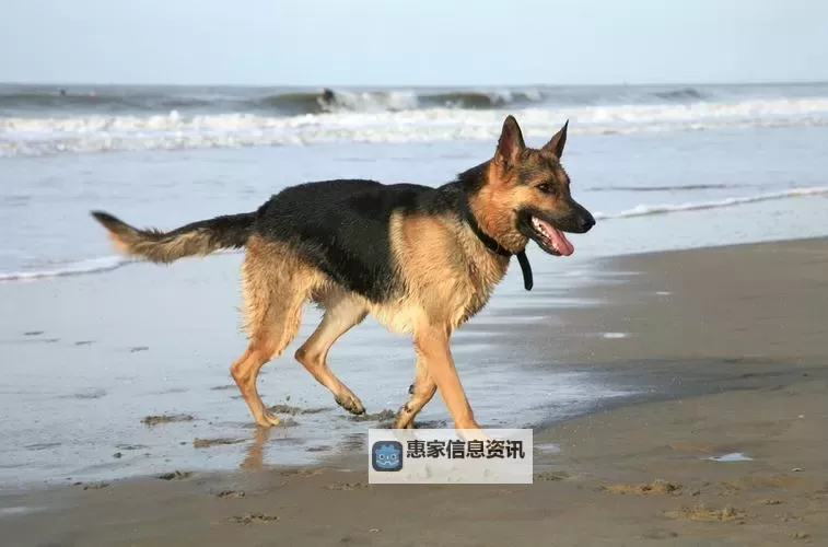 人狗大片在线页码:全景追踪与精彩片段介绍图1