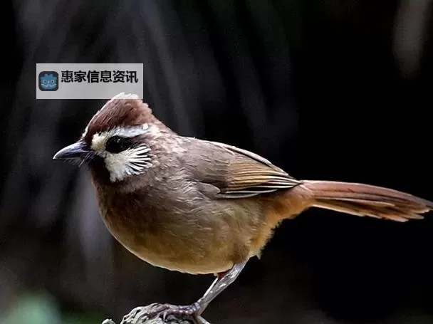 热血无赖涉嫌辱华事件引发热议图2