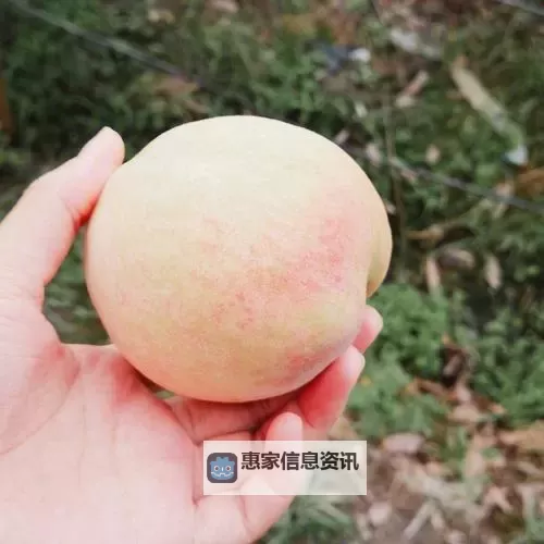 2022年水蜜桃入口2022：鲜美多汁的绝佳选择图1