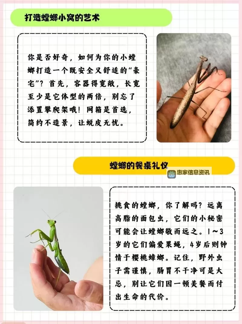 螳螂的Q叫什么：关于螳螂的趣味知识揭秘图1