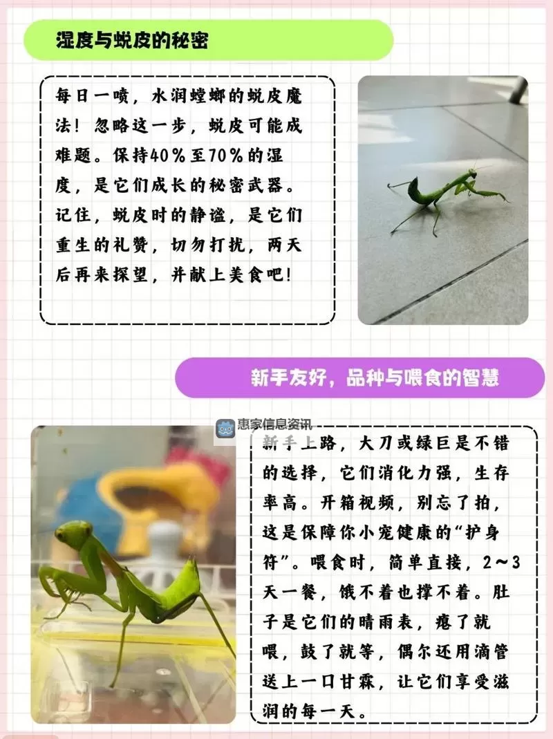 螳螂一般适合出复活甲吗?详解其优劣与装备建议图1