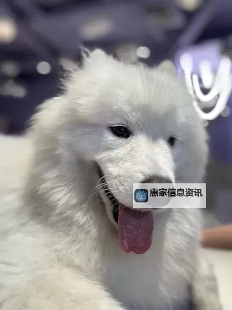 昨晚我和我家狗做了一场难忘的奇遇图1