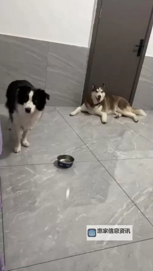 昨晚我和我家狗做了难忘的事情图1