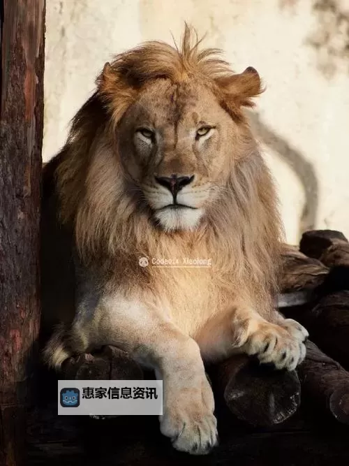 林由奈揭秘香蕉视频事件背后的真相与影响图1