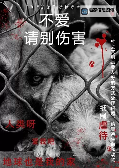 拯救小动物:守护生命的温暖行动图1