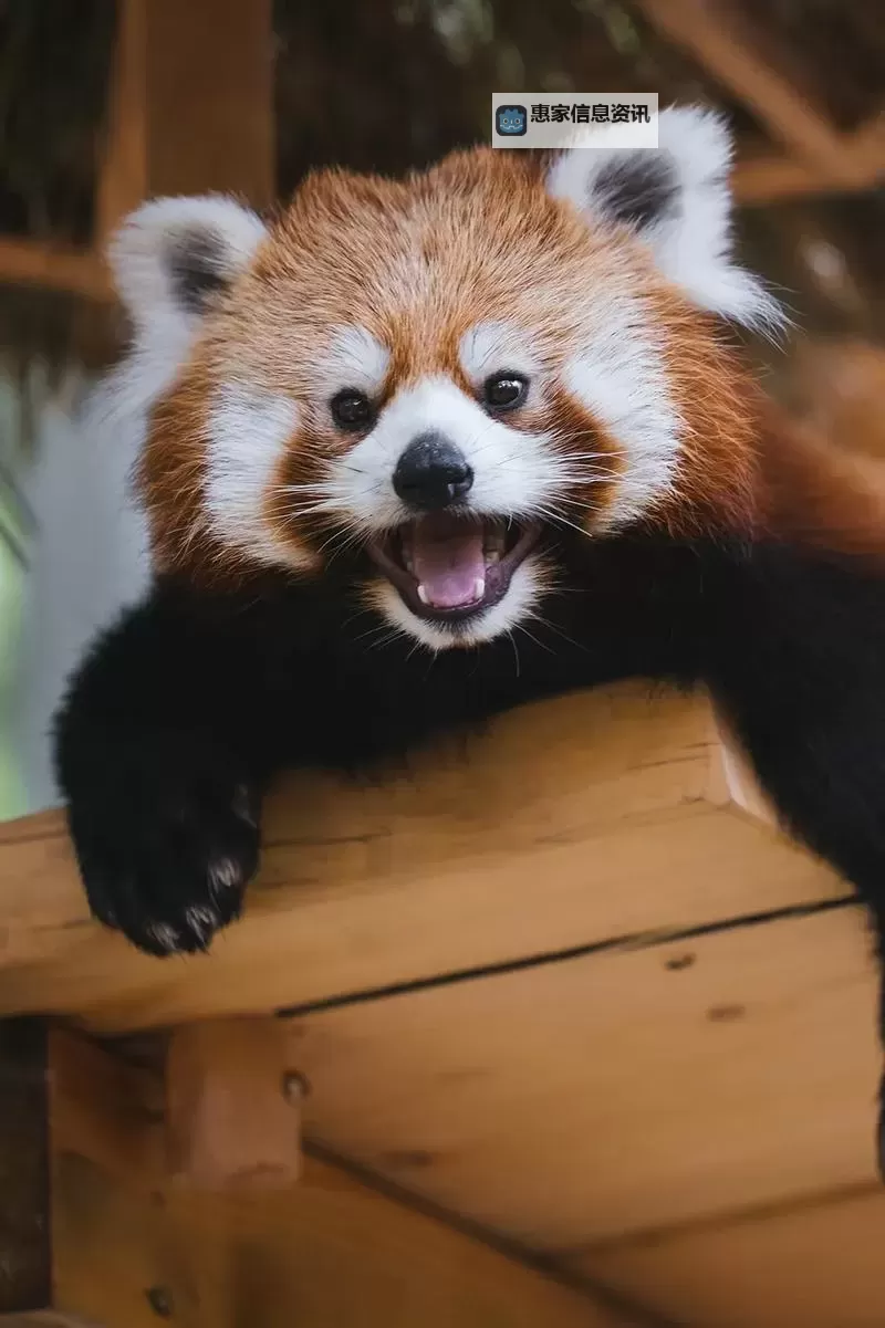 揭秘影踪派声望徽章背后的秘密与新动态图1