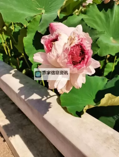 纯净的花瓣碎片只能换一次么:真相与传说的探寻图1