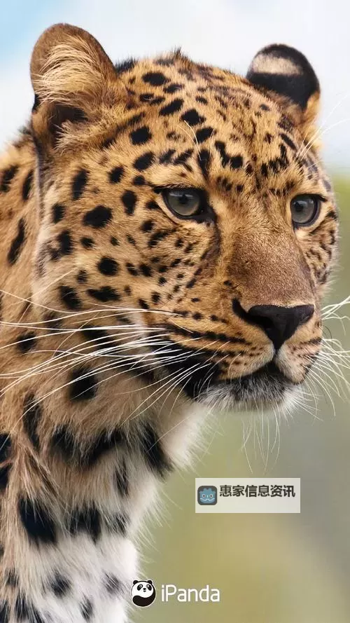 揭秘影踪派声望徽章背后的秘密与新动态图2