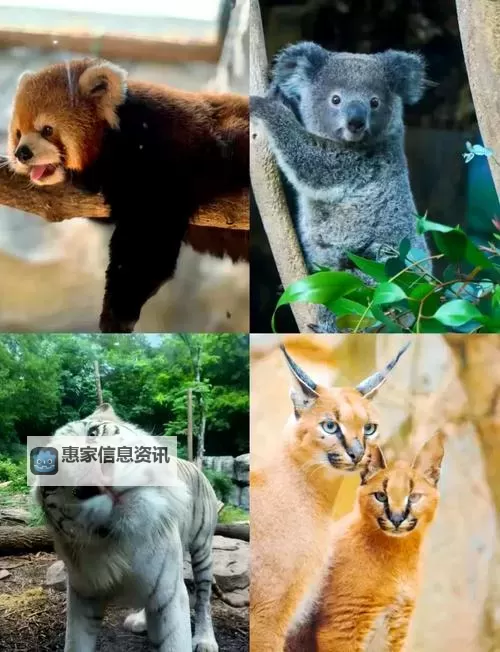 八一优抚金调整最新消息:政策细节及最新动态分析图1