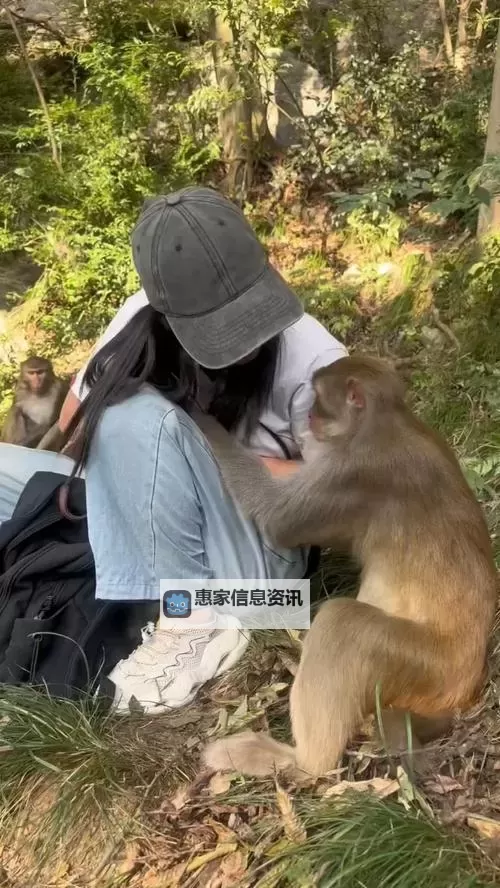 男生和女生生猴子姿势直播引发热议图1