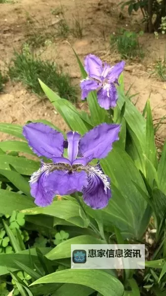 紫蝴蝶百度影音:免费在线观看最新影视作品指南图1