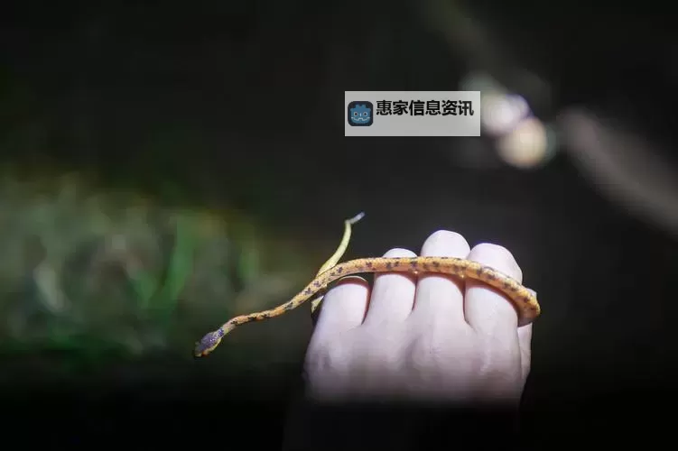 探索多彩毛色免费视频:宠物毛色变幻的精彩瞬间图1