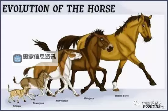 造梦西游3雪马进化图详解：雪马全阶进化路线指南图1