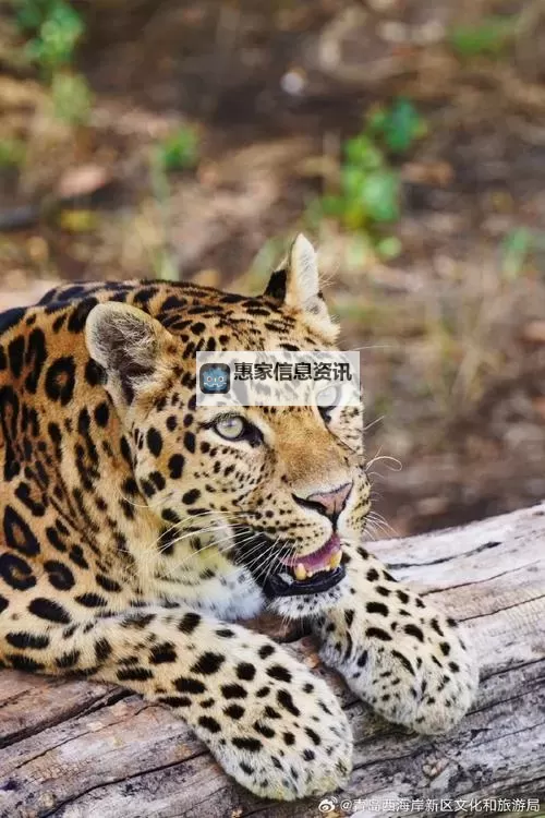 “虐杀原形2好玩还是1好玩：哪个更值得一试？”图1