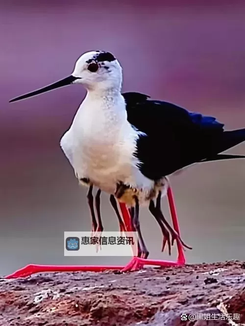 俺来也最新网站18：全面升级，为你带来全新阅读体验图1