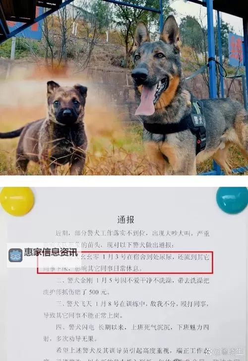 探索亚洲小色狗的多彩世界：文化、趣闻与故事图2