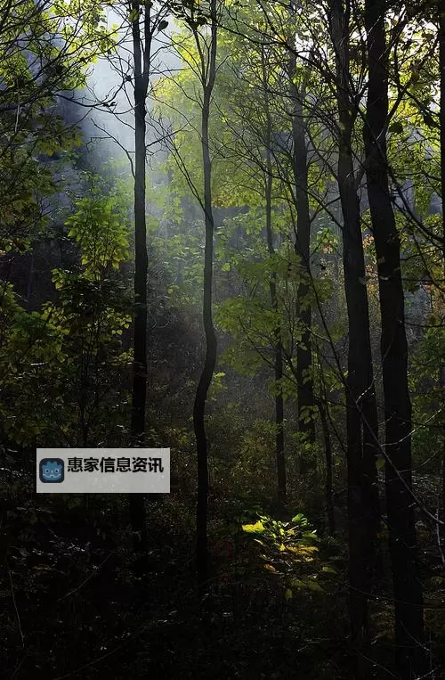 英雄联盟剑圣上单出装攻略：最强装备选择与实用技巧图1