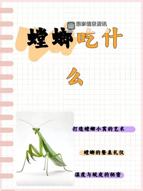 养螳螂会认主人吗:宠物螳螂的认知与互动揭秘图1