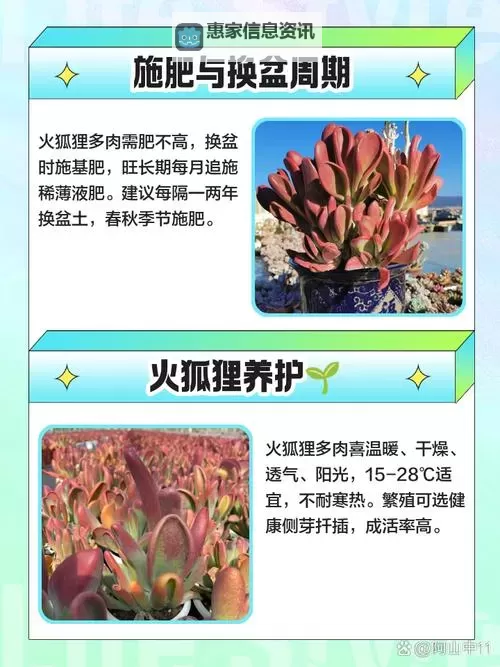 整篇都是车的多肉1V4推荐:全面解析与养护指南图2