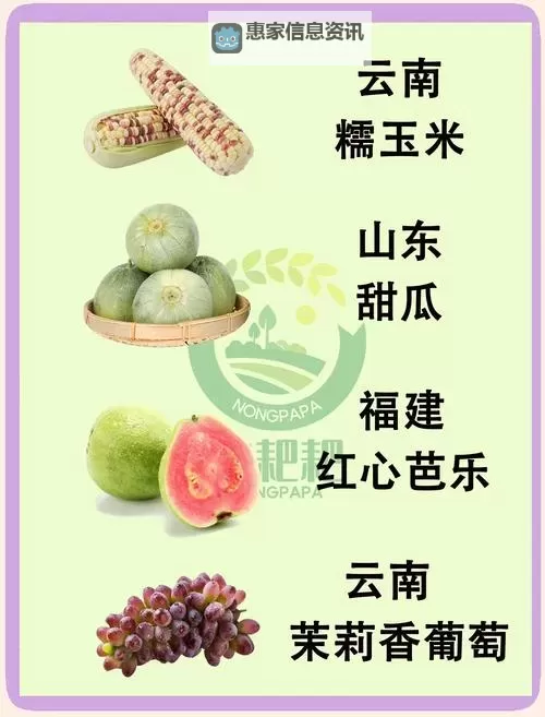 水果视频污：揭秘鲜果背后的丰富趣味与文化图1