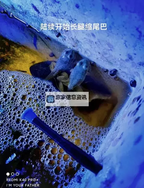 探索奇幻世界：91ponry九色蝌蚪的神秘冒险之旅图1