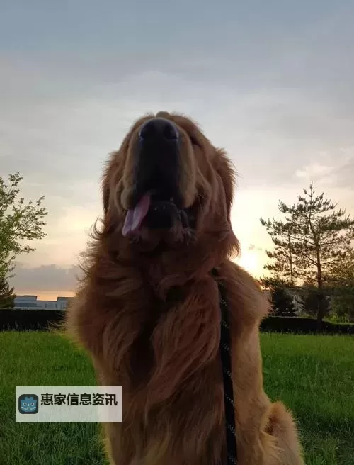 与自己养的金毛做7次的温馨时光:宠爱与陪伴的点滴 기록图2