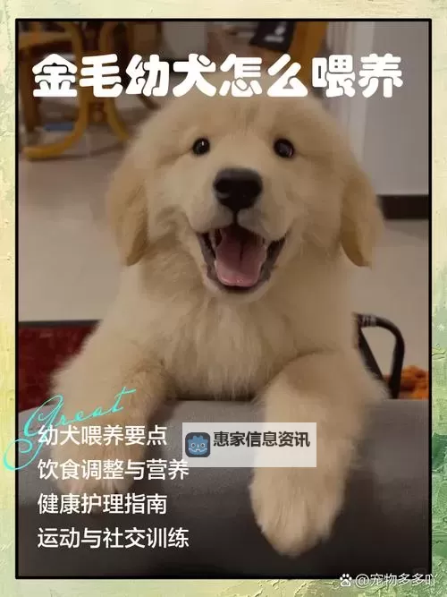 与自己养的金毛做7次的温馨时光:宠爱与陪伴的点滴 기록图1