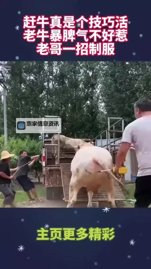 赶牛怎么喊:最全实用技巧与正确方法解析图2