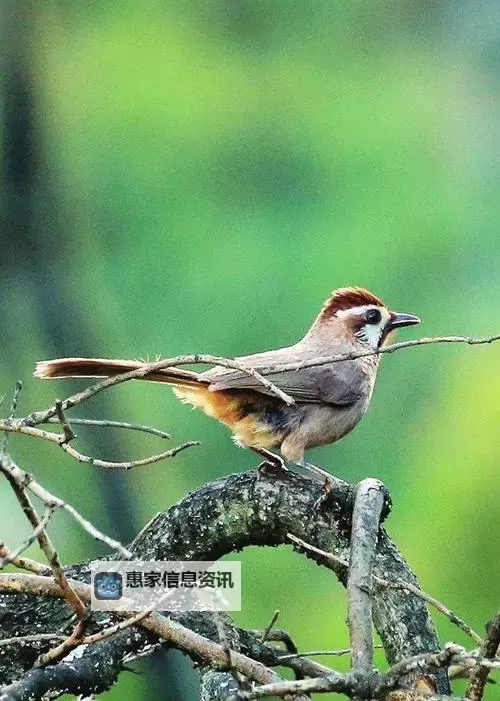 探索中文学习新平台:中文字幕网带你畅享多彩学习体验图1