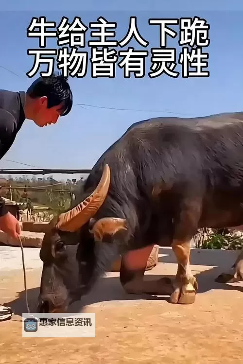 赶牛怎么喊:最全实用技巧与正确方法解析图1