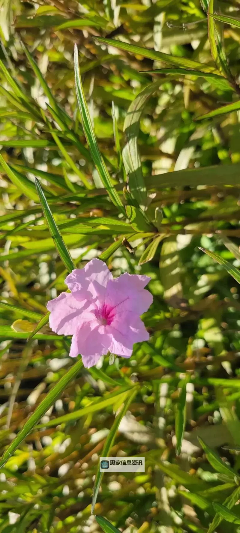 揭秘“天天干天天日天”:背后的文化与意义图1