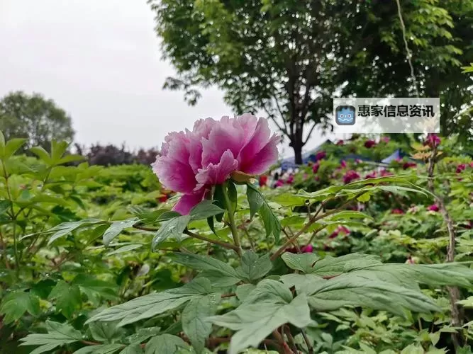 亭亭玉立:四月天国色天香科普之美丽赏析图1