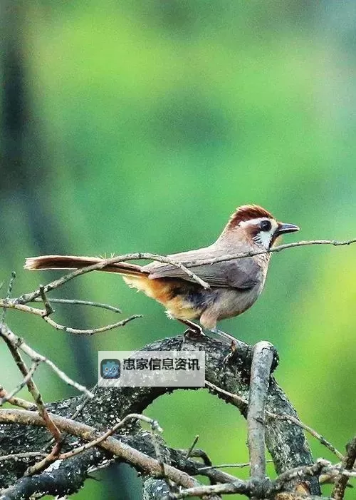 《解析生化危机九大女性boss的特点:她们的设计与角色魅力解析》图1