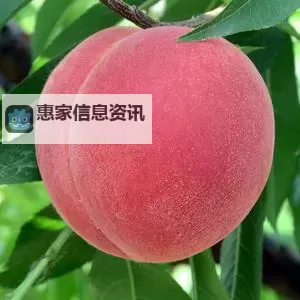 新鲜正宗水蜜桃1430.5,甜蜜多汁,品质保障图1