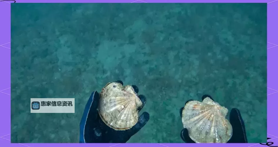 在把腿张大点我就可以吃到扇贝了:一场海鲜盛宴的奇妙时刻图2