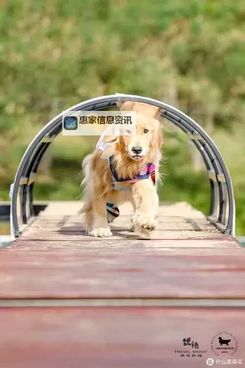 我与自己养的金毛做了五天的温馨时光图1