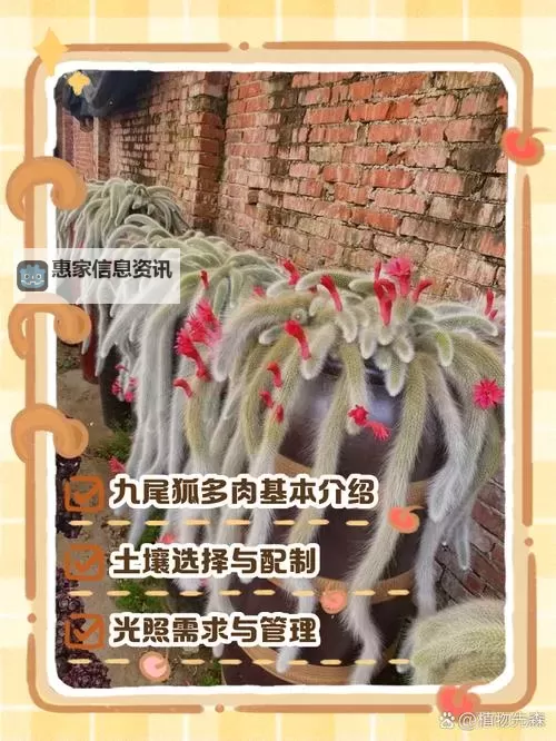 玉狐什么系好?详解玉狐系选择指南图2