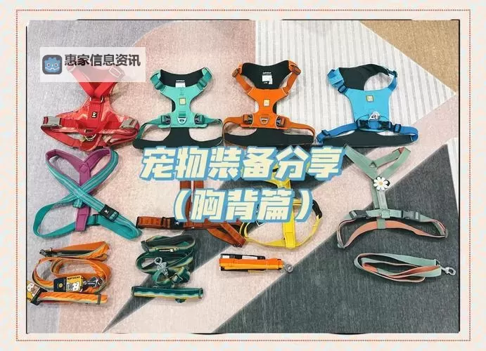 狗头出什么装备最暴力:最强装备推荐与实战解析图1