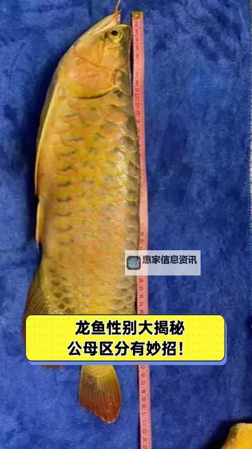 揭秘最大金冠的破裂龙鱼的壮丽与危机图1